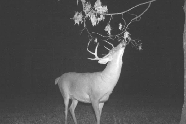 Shining a Light on Scrapes