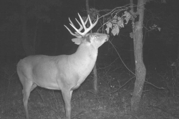 The Power of Change: How to Jump Start Licking Sticks and Mock Scrapes