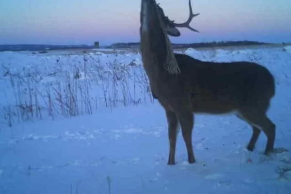 Late Season Success With HODAG Systems